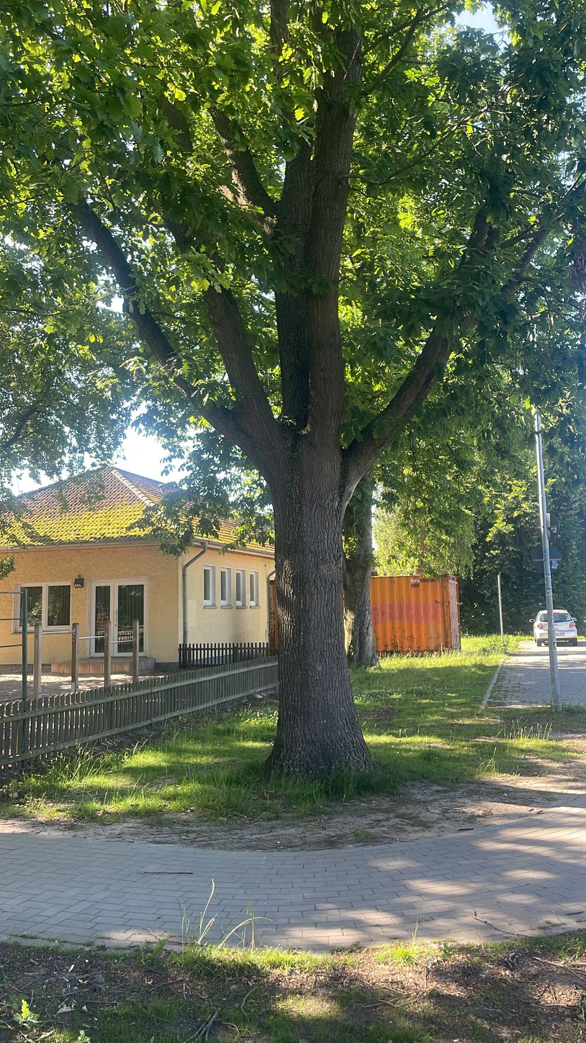 Leserfoto eines möglichen Eichenprozessionsspinner-Gespinsts an der Boitwarder Schule